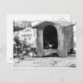  katten briefkaart (Voorkant / Achterkant)