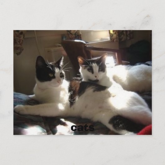 katten briefkaart (Voorkant)