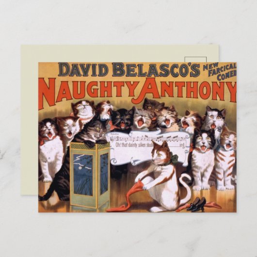  katten briefkaart (Voorkant / Achterkant)