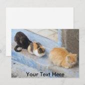  katten, Chefchaouen, Marokkaanse kaart (Voorkant / Achterkant)