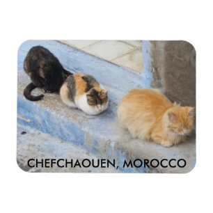 Katten, Chefchaouen, Marokko Magneet