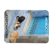 Katten, Chefchaouen, Marokko Magneet (Horizontaal)