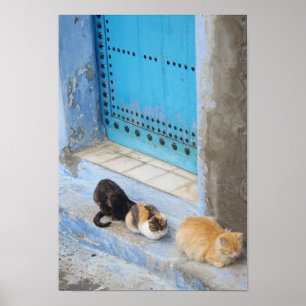 Katten, Chefchaouen, Marokko Poster
