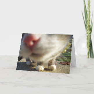 katten close-up kaart