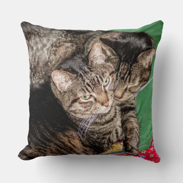 Katten - Dagelijks - Feestdagen - Kerstmis Kussen (Voorkant)