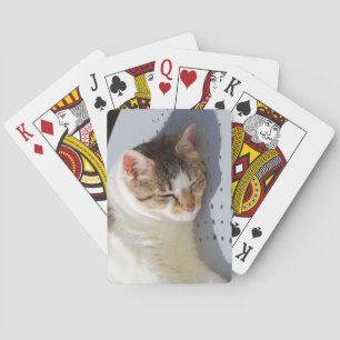 Katten die in een tuin slapen pokerkaarten