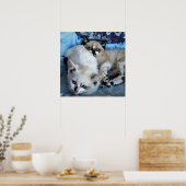 Katten die minder belast zijn poster (Keuken)