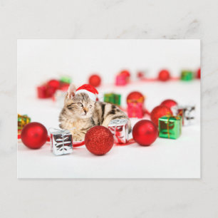 Katten die rode kerstman hoed dragen Kerstornament Feestdagenkaart