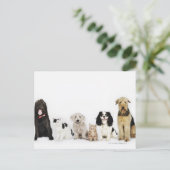 Katten en honden briefkaart (Staand voorkant)