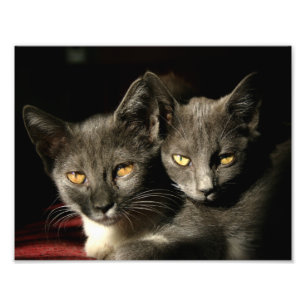 Katten foto afdrukken afdruk