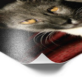 Katten foto afdrukken afdruk (Hoek)