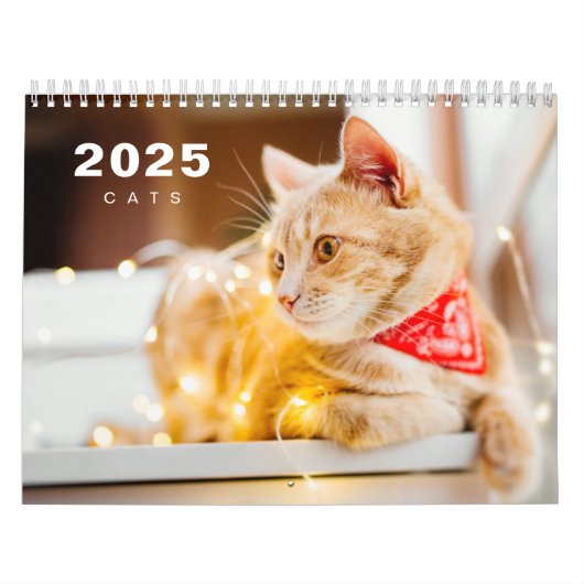 Katten foto moderne 2025 kalender (Hoes)