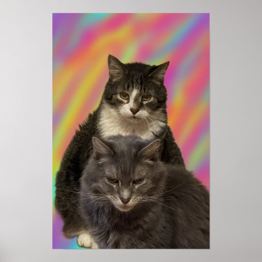 Katten Foto-Poster Poster (Voorkant)