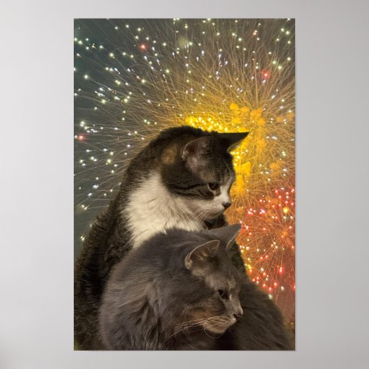 Katten Foto-Poster Poster (Voorkant)