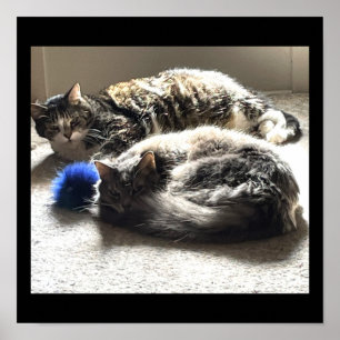Katten Foto-Poster Poster