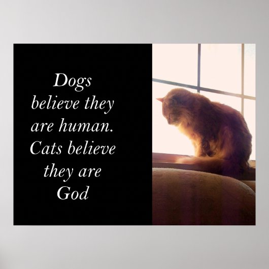 Katten geloven dat ze God zijn Poster (Voorkant)