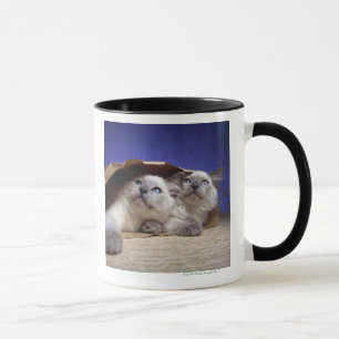 Katten in papieren zak mok
