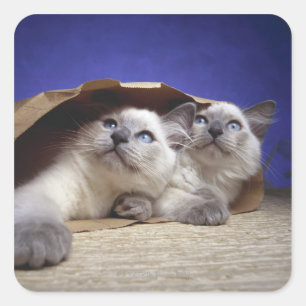 Katten in papieren zak vierkante sticker