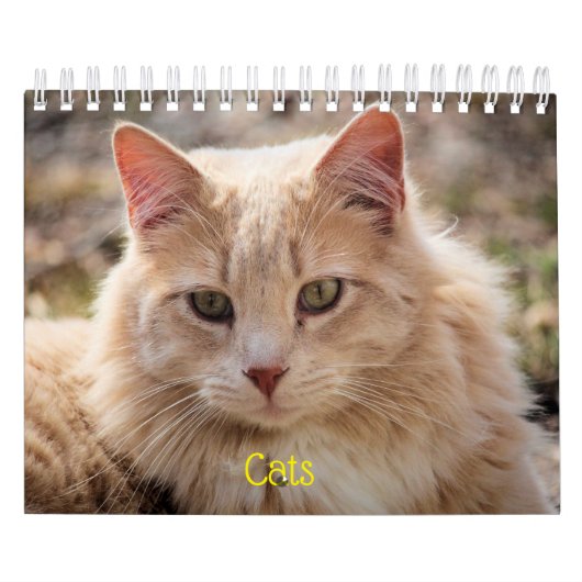 Katten Kalender (Hoes)