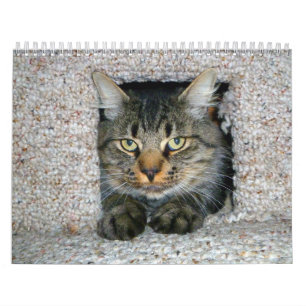 Katten Kalender