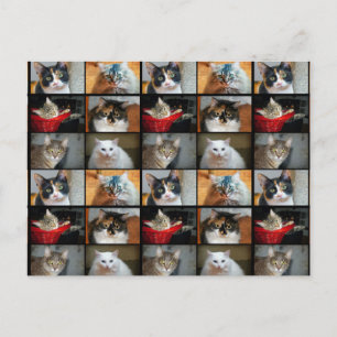 Katten Katten Katten Briefkaart