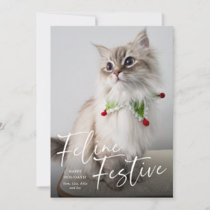 Katten Kerst Foto Vakantie Feestdagenkaart