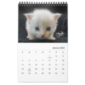 Katten & Kittens door Kelly Nine Fotografie Kalender (Jan 2026)