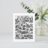 Katten, Louis Wain Briefkaart (Staand voorkant)