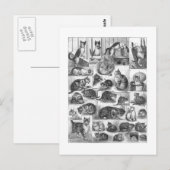 Katten, Louis Wain Briefkaart (Voorkant / Achterkant)