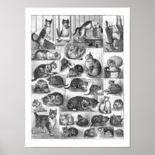 Katten, Louis Wain Poster
