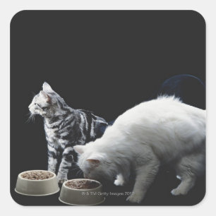 Katten met kom van voedsel vierkante sticker