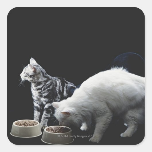 Katten met kom van voedsel vierkante sticker (Voorkant)