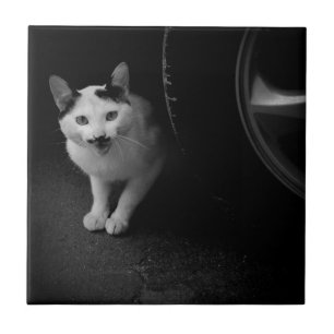 Katten met snor tegeltje