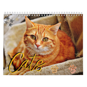 Katten Mooie Pet Portretten Kalender