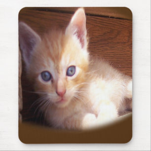 Katten Muismat
