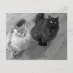 katten n briefkaart