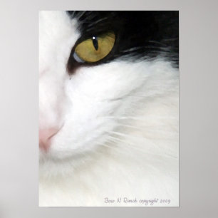 Katten Oog Poster