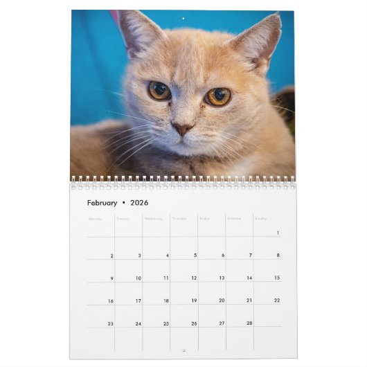 Katten Pip - Calendrier 2020 (Feb 2026)