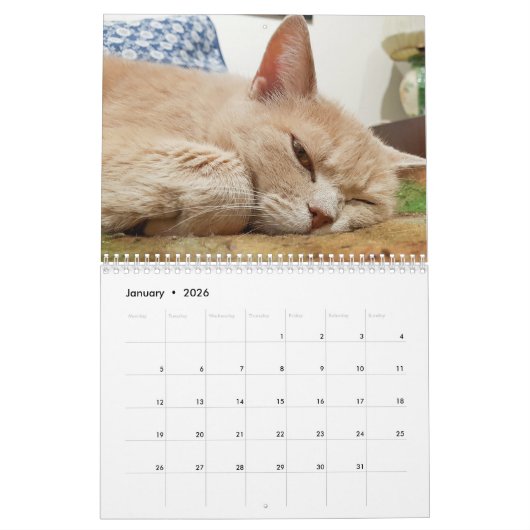 Katten Pip - Calendrier 2020 (Jan 2026)