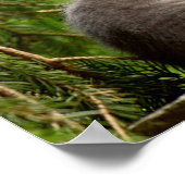 Katten Poster (Hoek)