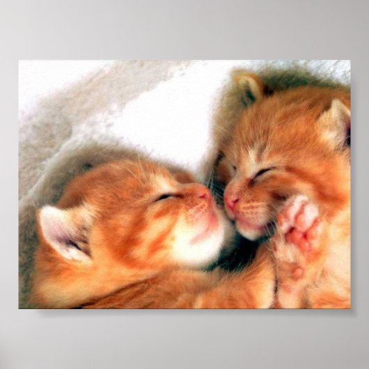 katten poster (Voorkant)