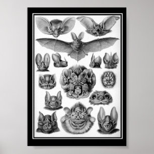 Katten! Poster