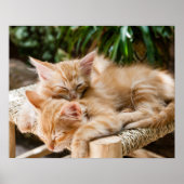 Katten Poster (Voorkant)