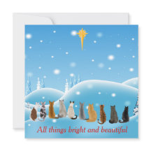 Katten Religieuze ster Alle dingen Dieren