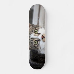 Katten Skateboard