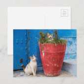 Katten spelen rond, Rabat, Marokko Briefkaart (Voorkant / Achterkant)