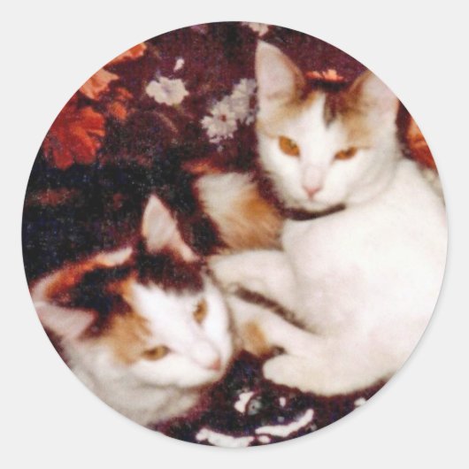 Katten Sticker (Voorkant)