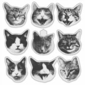 Katten Sticker (Voorkant)