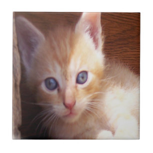 Katten Tegeltje