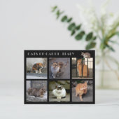 Katten van Capri — Italië Briefkaart (Staand voorkant)